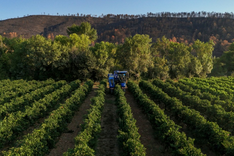 Les vendanges à Correns, le 17 août 2026 dans le Var ( AFP / Miguel MEDINA )