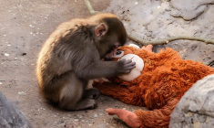 Comment changer notre regard vis-à-vis des animaux non humains? (crédit: Adobe Stock/photo générée par IA)