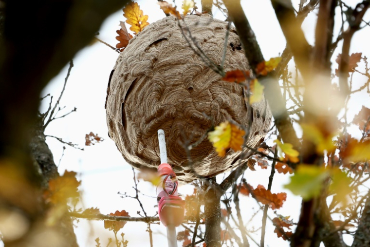 Destruction d'un nid de frelons asiatiques en haut d'un chêne, au moyen d'une perche téléscopique, à Hirtzbach le 6 novembre 2025. ( AFP / FREDERICK FLORIN )