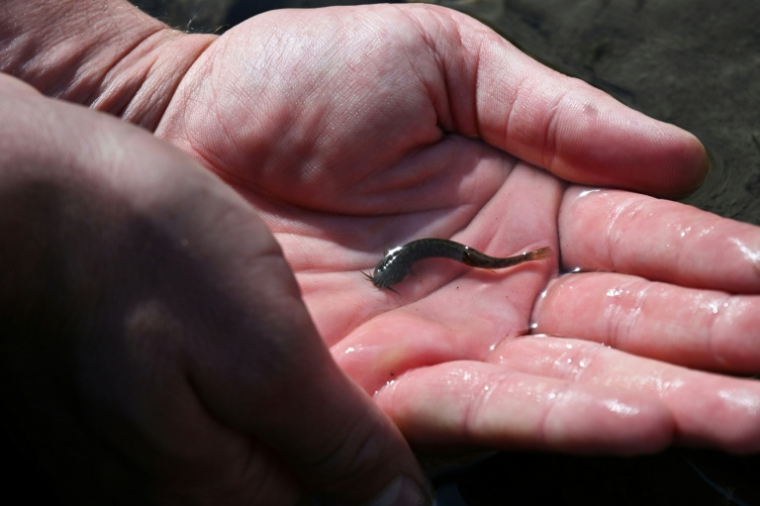 L'agronome Joaquin Moure montre un petit poisson "bagrecito" du fleuve Mapocho, au pied de la cordillère des Andes, à la périphérie de Santiago, le 28 avril 2026 au Chili ( AFP / RODRIGO ARANGUA )