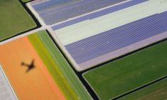 Vue aérienne des champs de fleurs près du parc Keukenhof