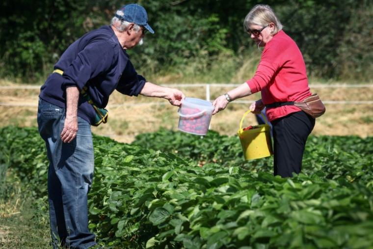 Des personnes cueillent des fraises dans une ferme alsacienne où deux hectares sont consacrés à la libre-cueillette, le 30 mai 2025 à La Wantzenau, dans le Bas-Rhin ( AFP / FREDERICK FLORIN )