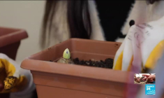 Guerre en Syrie : en Turquie, certains réfugiés syriens ne veulent plus rentrer dans leur pays d'origine