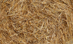 Le miscanthus, qui ressemble à de la paille une fois broyé, permet à la commune de Bernwiller de chauffer tous ses bâtiments publics et plus de 80 habitations.  (minka2507 / Pixabay)