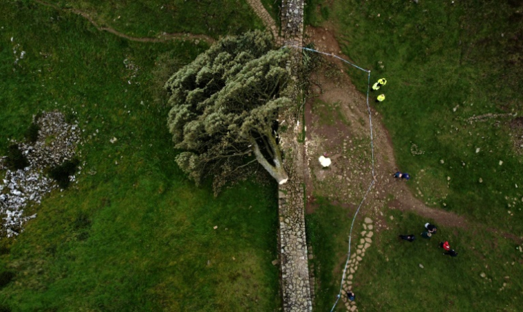 Vue aérienne du Sycamore Gap tree, près du mur d'Hadrien vers Hexham, dans le nord de l'Angleterre, le 28 September 2023 après avoir été abattu dans la nuit ( AFP / Oli SCARFF )