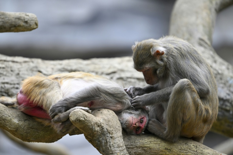 Des macaques rhesus au zoo Aurora à Guatemala City, le 15 mai 2025 ( AFP / JOHAN ORDONEZ )