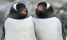 Des manchots papous dans la baie du Paradis due détroit de Gerlache, qui sépare l'archipel Palmer de la péninsule antarctique, le 20 janvier 2024 ( AFP / JUAN BARRETO )