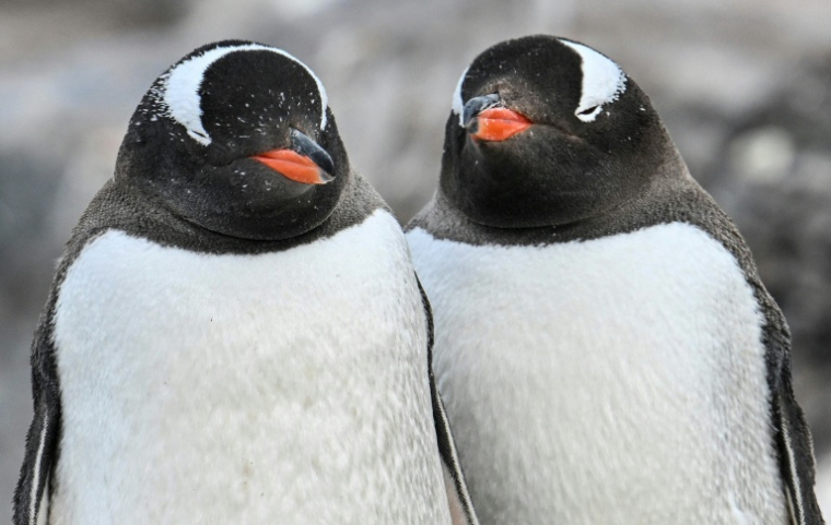 Des manchots papous dans la baie du Paradis due détroit de Gerlache, qui sépare l'archipel Palmer de la péninsule antarctique, le 20 janvier 2024 ( AFP / JUAN BARRETO )