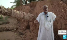 En Mauritanie, l'indispensable datte menacée par le changement climatique
