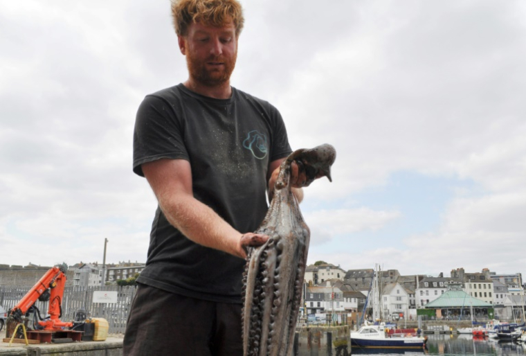 Le pêcheur Chris Kelly montre un poulpe sur un quai du port de Plymouth, dans le sud-ouest de l'Angleterre, le 21 août 2025 ( AFP / Joe JACKSON )