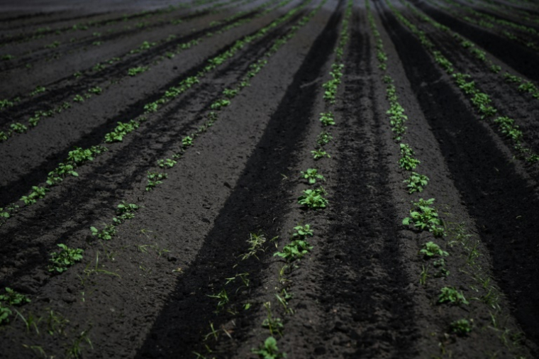 Des plants de pommes de terre dans une exploitation à Saint-Jean-d'Illac, en Gironde, le 22 mai 2025 ( AFP / Philippe LOPEZ )