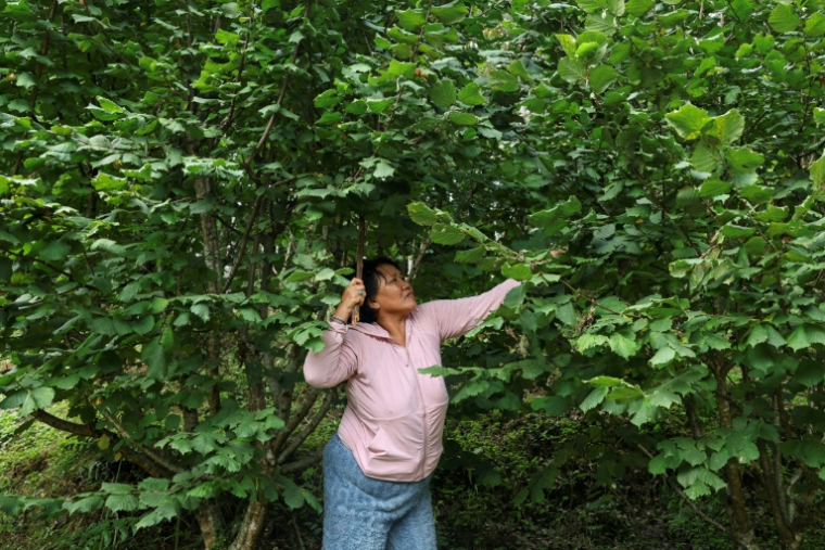 Pema Dema, une agricultrice bhoutanaise de 59 ans, récolte des noisettes sur sa propriété, le 29 août 2026 à Thimphou  ( AFP / Niharika KULKARNI )