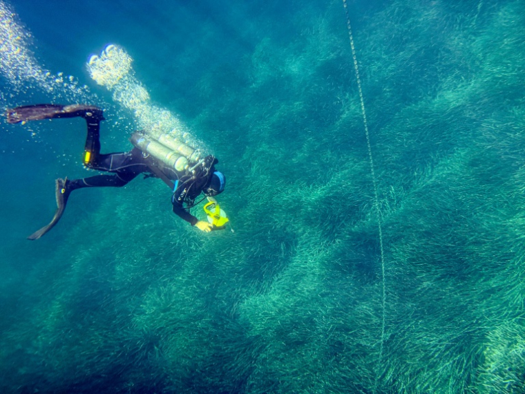 Un plongeur de la Direction départementale des territoires et de la mer (DDTM) s'assure que les lourdes ancres ne raclent pas les herbiers de posidonie, près de l'île de Porquerolles, en France, le 12 août 2026 ( AFP / Miguel MEDINA )