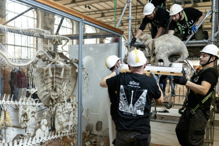 Déménagement de spécimens avant des travaux au sein de la Galerie de Paléontologie et d'Anatomie comparée du Muséum national d'Histoire naturelle, le 3 février 2026 à Paris  ( AFP / ALAIN JOCARD )
