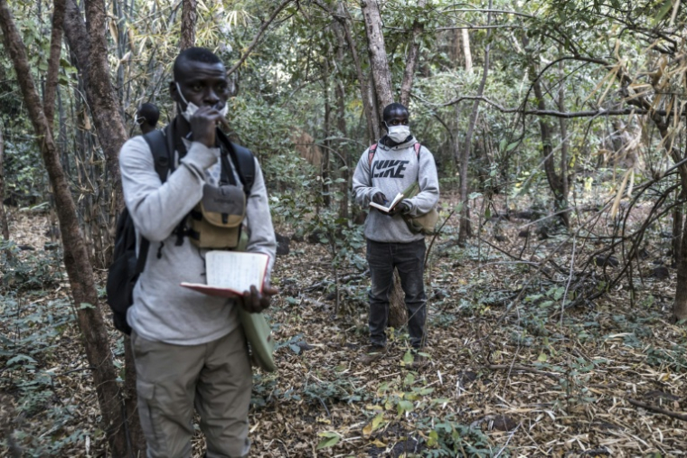 Les chercheurs sénégalais Michel Tama Sadiakhou (g) et Nazaire Bonnag (d) prennent des notes pendant leur travail d'observation d'un groupe de chimpanzés d'Afrique de l'Ouest, le 10 décembre 2025 dans la région de Kédougou, le 10 décembre 2025 au Sénégal ( AFP / PATRICK MEINHARDT )