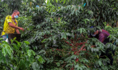 Récolte du café dans une plantation de Colombie le 21 mai 2020. ( AFP / Adriana RUIZ )