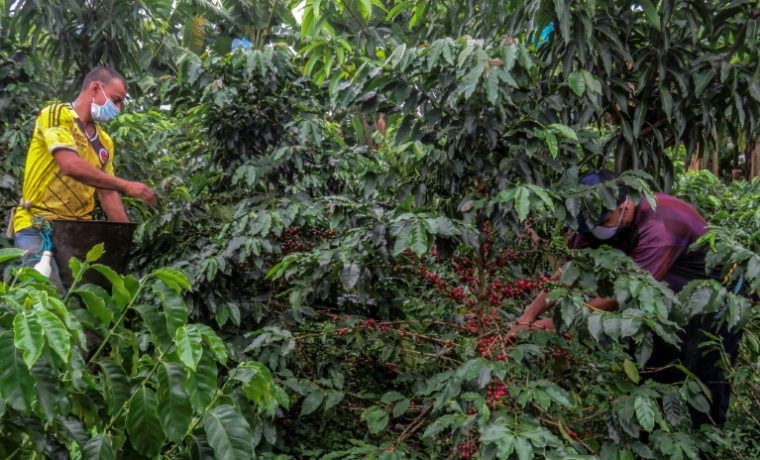 Récolte du café dans une plantation de Colombie le 21 mai 2020. ( AFP / Adriana RUIZ )