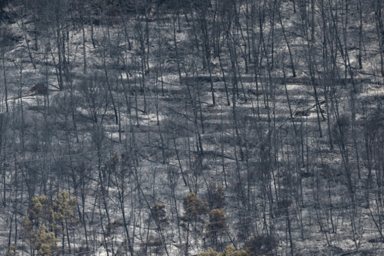 Des arbres calcinés par un incendie de forêt à Taradeau, le 20 juillet 2026 dans le Var ( AFP / Thibaud MORITZ )
