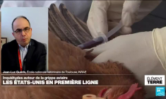 Flambée de grippe aviaire aux États-Unis: faut-il laisser circuler le virus?