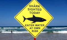AUSTRALIE: UN NAGEUR TUÉ PAR UN REQUIN PRÈS DE SYDNEY