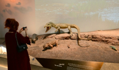 Une réplique de Lystrosaurus au muséum d'Histoire naturelle d'Abu Dhabi, aux Emirats arabes unis, le 22 novembre 2025 ( AFP / Giuseppe CACACE )