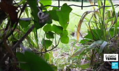 En France, la population de hérissons a chuté de moitié en dix ans