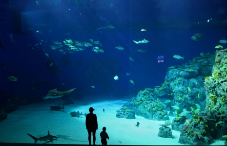 Les aquariums proposent des activités insolites: nager avec des requins, voir une vraie sirène ou un triton… ( crédit photo : Shutterstock )