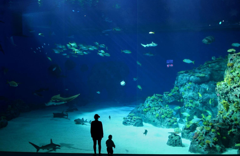 Les aquariums proposent des activités insolites: nager avec des requins, voir une vraie sirène ou un triton… ( crédit photo : Shutterstock )