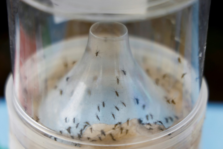 Un piège à moustiques dans le cadre de la lutte contre la pandémie de Chikungunya à Saint-Benoît, le 22 avril 2025 à la Réunion ( AFP / Ludovic MARIN )