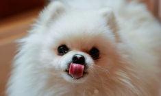 Loulou, un poméranien, mange une pâtisserie pour chien au café "Casa del Doggo", le 7 mai 2026 à Paris ( AFP / Xavier GALIANA )