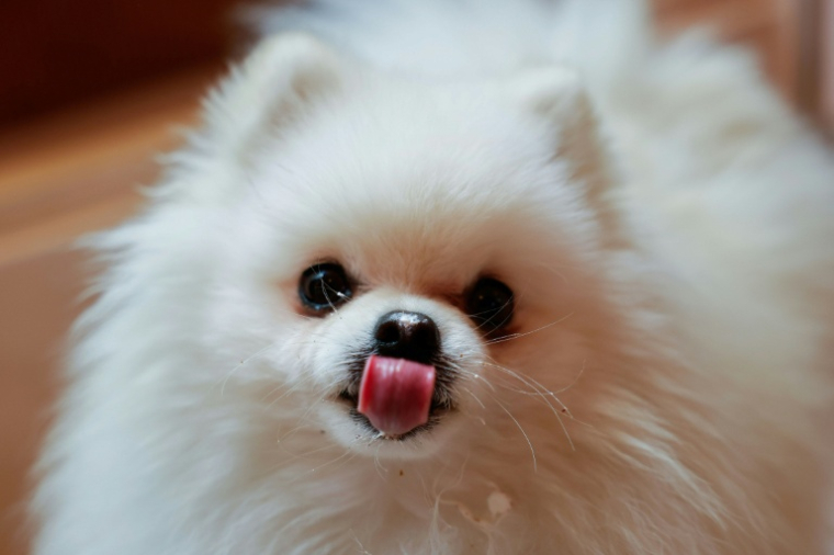 Loulou, un poméranien, mange une pâtisserie pour chien au café "Casa del Doggo", le 7 mai 2026 à Paris ( AFP / Xavier GALIANA )