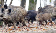 Des sangliers détruisent un terrain en Allemagne