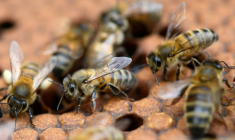 Une proposition de loi LR, étudiée à partir de lundi à l'Assemblée nationale, pourrait réintroduire sous condition l'un des néonicotinoïdes, l'acétamipride, un insecticide, nocif pour les abeilles ( AFP / Fred TANNEAU )