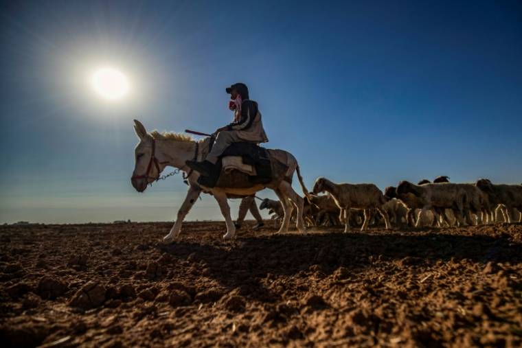 Un berger à dos âne conduit un troupeau de moutons à travers un champ touché par la sécheresse à la périphérie de Qamishli, dans le nord de la Syrie, le 2 juin 2025 ( AFP / Delil SOULEIMAN )