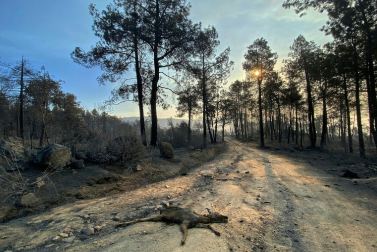 Les restes calcinés d'un jeune chevreuil gisent au sol après le passage de l'incendie qui sévit à l'ouest de Madrid, au niveau du barrage de Burguillo, près de Navaluenga, le 27 juillet 2026 ( AFP / Roland LLOYD PARRY )
