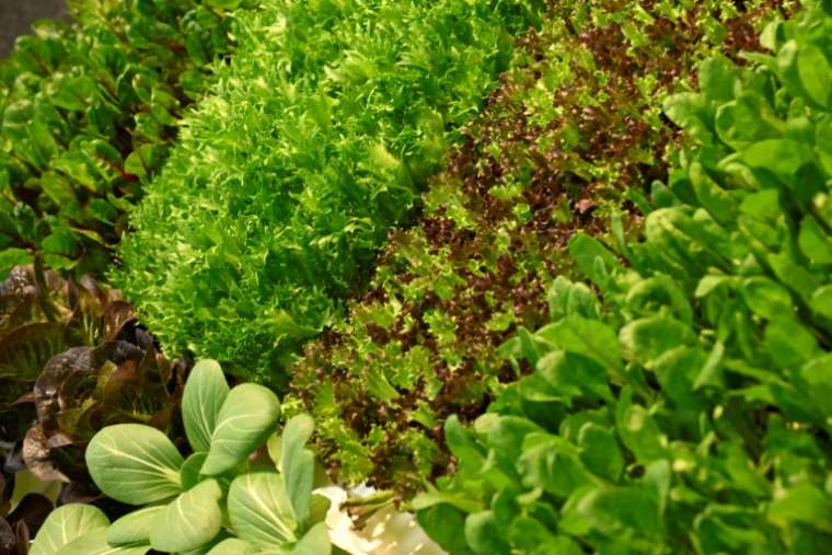 La salade est composée de plus de 90% d'eau et a besoin de pluie ou d'arrosage pour pousser sans stress ( AFP / Tobias SCHWARZ )