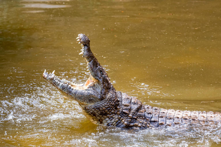 Découvrez les attractions les plus insolites. crédit photo : Getty Images