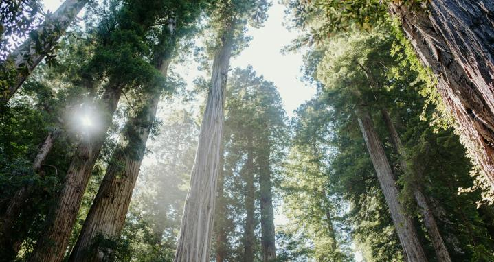 La forêt, terre d'avenir pour votre épargne