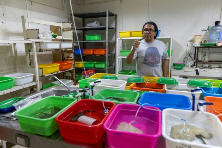 Le biologiste et chercheur Rodolfo Perez Rodriguez travaille dans son laboratoire avec des spécimens d'achoque (Ambystoma dumerilii) collectés dans le lac Patzcuaro, à l'Université Michoacan de San Nicolas de Hidalgo (UMSNH), à Morelia, dans l'État du Michoacan, au Mexique, le 12 juin 2025 ( AFP / Enrique Castro )