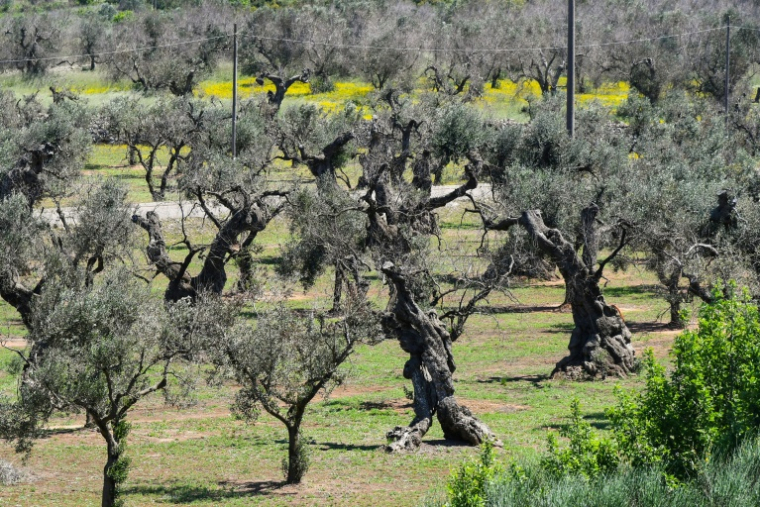 Des oliviers infectés par la bactérie Xylella fastidiosa, le 20 avril 2018 à Alessano, dans la région des Pouilles, au sud de l'Italie ( AFP / VINCENZO PINTO )