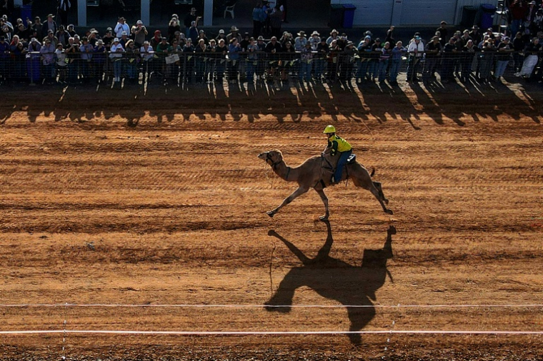 Un coureur de dromadaire participe à la "Marree Australasian Camel Cup", qui s'est déroulée dans la ville de Marree, dans l'outback d'Australie-Méridionale, le 27 juin 2026 ( AFP / William WEST )