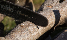 Tout propriétaire peut exiger la coupe des branches qui dépassent sur son domaine, avait rappelé la cour d'appel. (sandid / PIxabay)