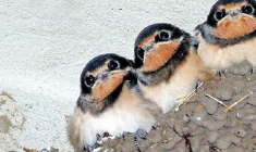 De nombreux adultes continuent à vivre chez leurs parents ( Crédits : Pixabay)