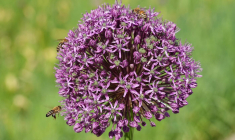 Au Brésil, un match interrompu par une invasion d’abeilles