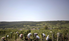 Vendanges pour les crémants près de Lugny, en Saône-et-Loire, le 23 août 2011 ( AFP / JEFF PACHOUD )