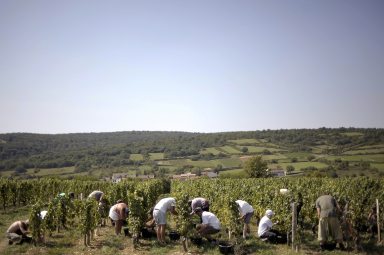 Vendanges pour les crémants près de Lugny, en Saône-et-Loire, le 23 août 2011 ( AFP / JEFF PACHOUD )