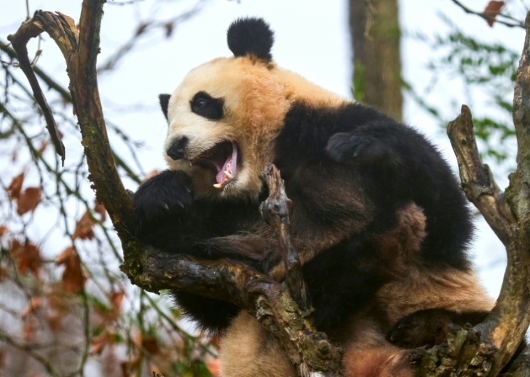 Huan Dudu, une jeune femelle panda, dans un arbre au zoo de Beauval, à Saint-Aignan-sur-Cher, dans le Loir-et-Cher, le 23 novembre 2025  ( AFP / GUILLAUME SOUVANT )