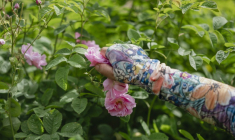 Récolte de roses centifolia dans les jardins du Domaine de la Rose, propriété de Lancôme, le 26 mai 2025 à Grasse, dans le sud de la France ( AFP / Frederic DIDES )