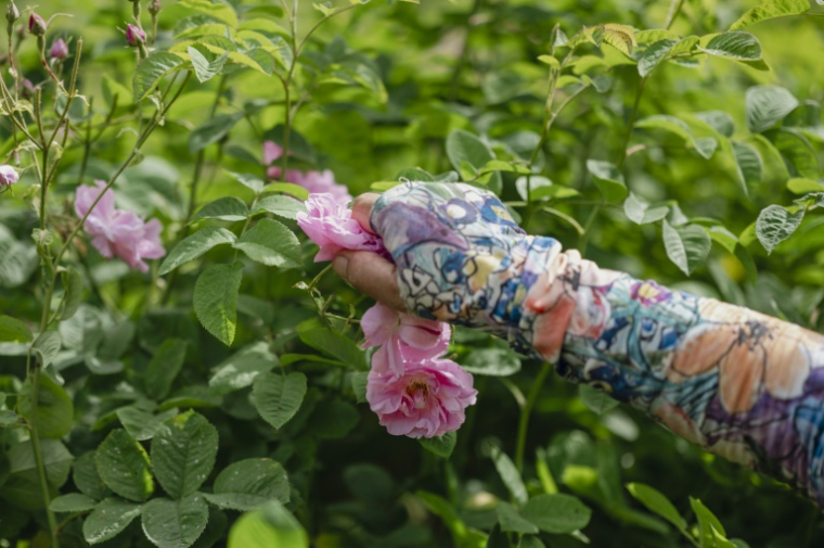 Récolte de roses centifolia dans les jardins du Domaine de la Rose, propriété de Lancôme, le 26 mai 2025 à Grasse, dans le sud de la France ( AFP / Frederic DIDES )