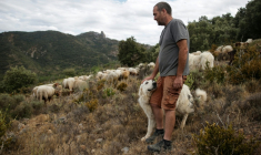 Frédéric Bichon et son troupeau à Cucugnan (Aude), le 21 août 2021 ( AFP / Valentine CHAPUIS )